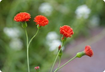 emilia scarlet magic