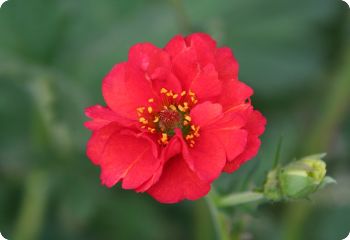 geum mrs bradshaw