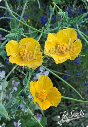 Glaucium flavum