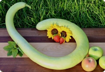 Gourd 'Serpente di Sicilia' Cucuzzi