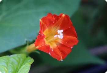 Ipomoea luteola