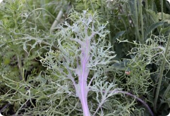 Kale 'Feathered Frills'