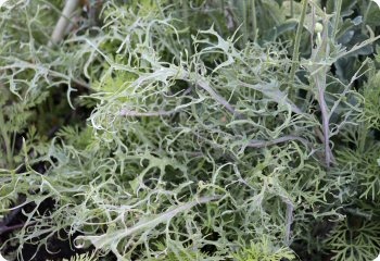 Kale 'Feathered Frills'
