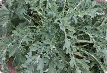 White Russian Kale