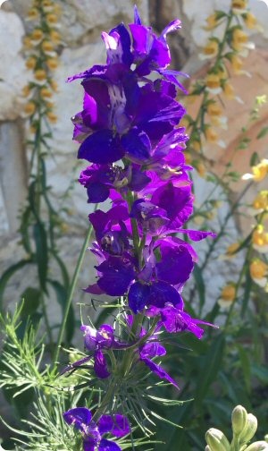 Larkspur 'Fancy Blue Purple'