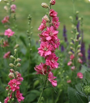 Larkspur 'Fancy Rose Striped'