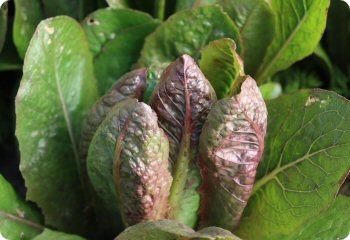 Lettuce 'Brown Goldring'