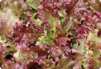 Lettuce 'Flame'