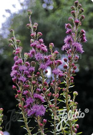 Liatris ligulistylis