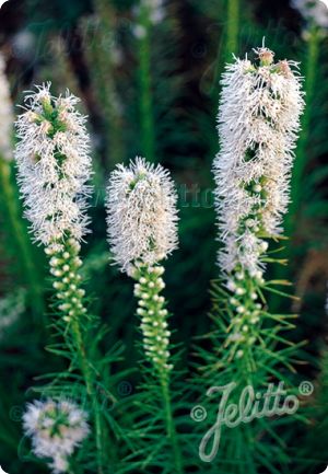 Liatris spicata 'Floristan White'