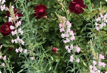 Linaria 'Canon Went'