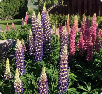Lupine 'Russell Hybrids'