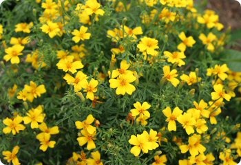 Marigold 'Lemon Gem'