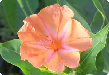 Mirabilis Salmon Sunset