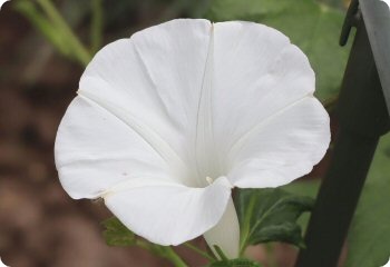 Morning glory 'Pearly Gates'