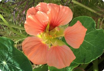 Nasturtium 'Double Gleam Salmon'