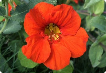 Tom Thumb nasturtium