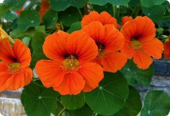 Nasturtium 'Whirlybird Mix'