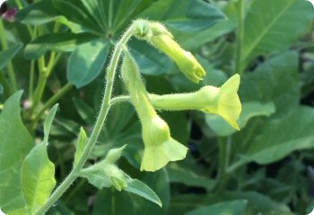 Nicotiana langsdorffii Lemon Tree