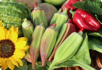 Okra 'Hill Country Red'