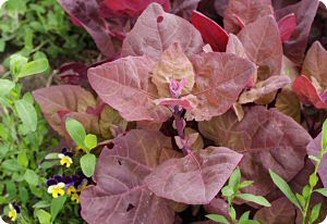 Orach Magenta Magic