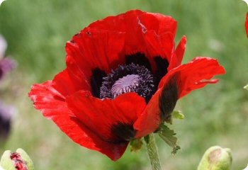 Papaver bracteatum