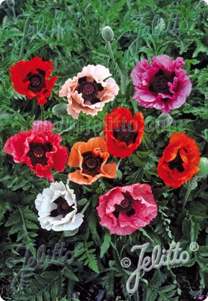 Papaver orientale 'Pizzicato'