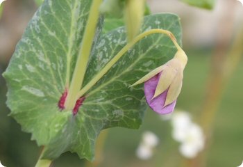 Pea 'Golden Sweet Edible Pod'