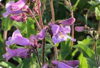 Penstemon canescens