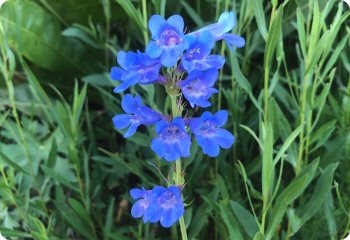 Penstemon cyanocaulis