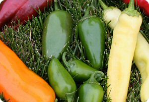 Early Jalapeno pepper