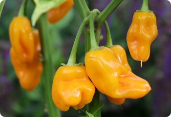 Pepper 'Trinidad Perfume'
