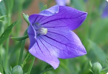 Platycodon grandiflorus Mariesii