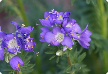 polemonium caeruleum