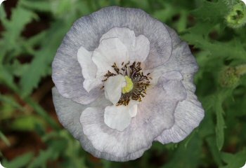 Poppy Amazing Grey
