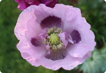 Poppy 'Elka White'
