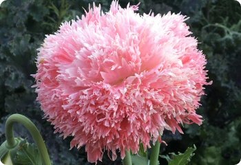 Poppy 'Feathered Mix' Pink