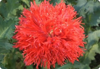 Poppy 'Feathered Mix' Bright Red