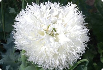 Poppy 'Feathered Mix' White