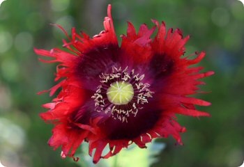 Poppy 'Jimi's Flag'