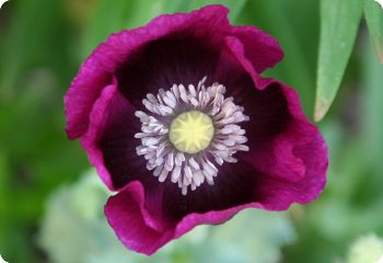 Poppy 'Lauren's Grape'