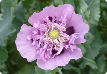 poppy lavender peony