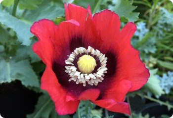 Poppy 'Pepperbox'