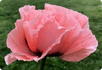 Poppy 'Princess Victoria Louise'