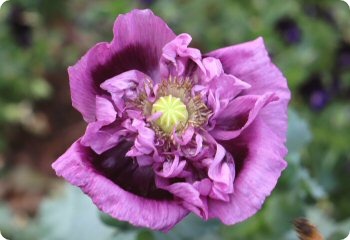 Poppy 'Purple Frilly English'