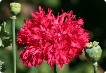 Poppy 'Red Peony'
