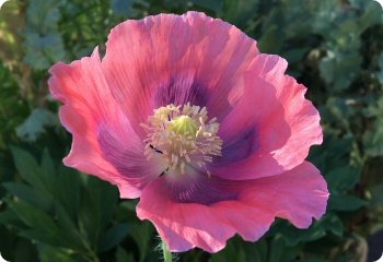 Poppy 'The Giant'