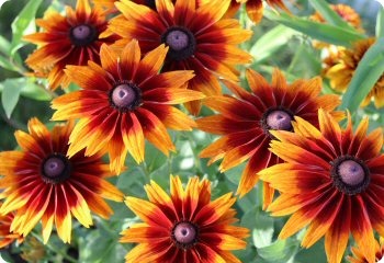 Rudbeckia Cherokee Sunset