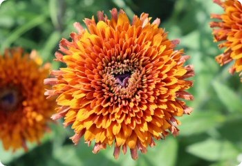 Rudbeckia Cherokee Sunset