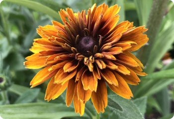 Rudbeckia Cherokee Sunset